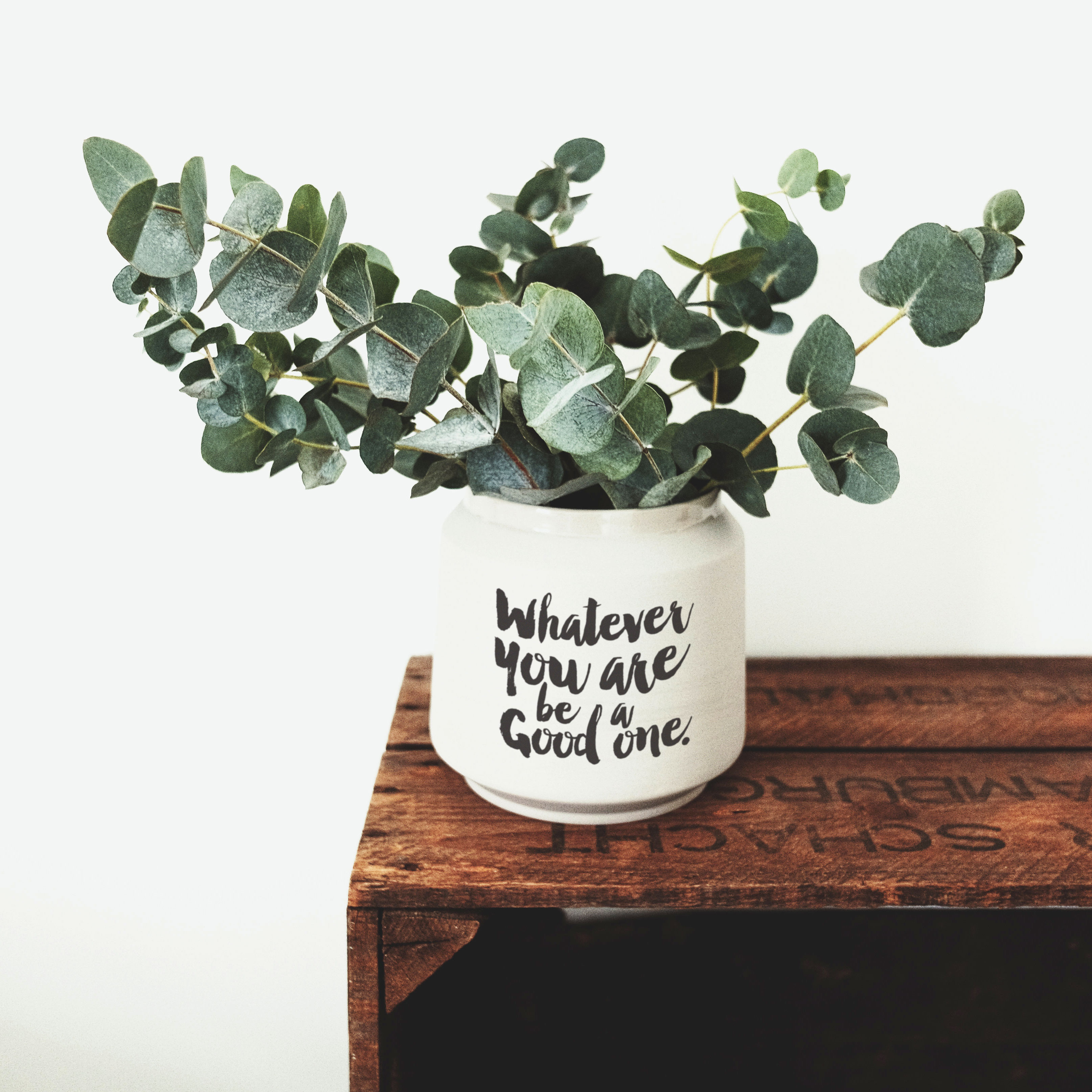 Succulent with motivational quote sticker